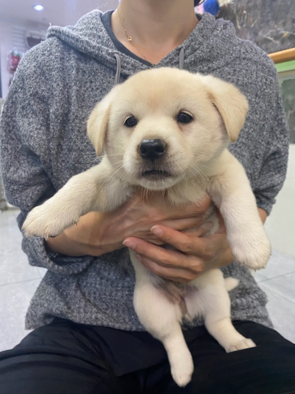 펫앤쉘터동물병원_441378202400894